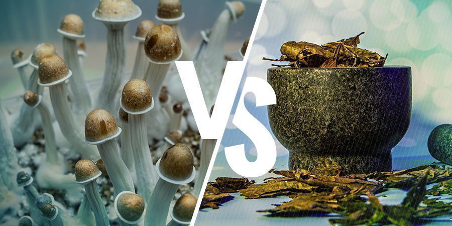 Psilocybine Vs Dmt : Similarités Et Différences