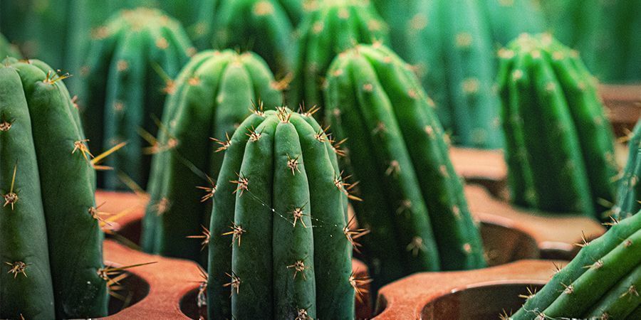 La Torche Péruvienne Contient 10 Fois Plus De Mescaline Que Le San Pedro