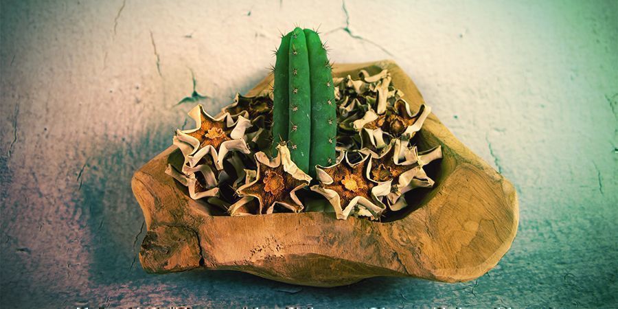 La Majorité Des Alcaloïdes De La Mescaline Se Trouvent Dans La Peau Externe Du Cactus
