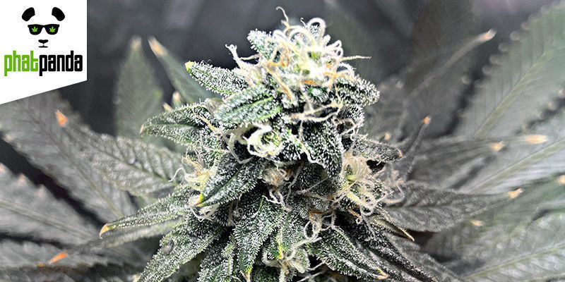 GREASE MONKEY DE PHAT PANDA SEEDS