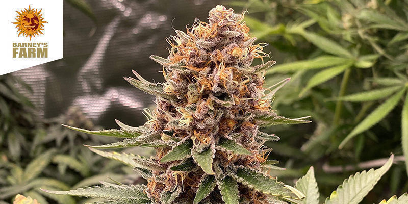 Purple Punch De Barney's Farm