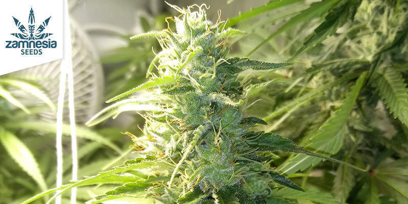 Gelato par Zamnesia Seeds