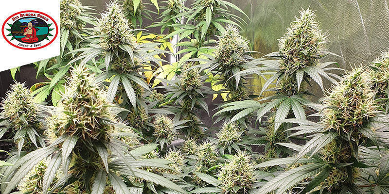 SCH’LEMON CAKE DE BIG BUDDHA SEEDS