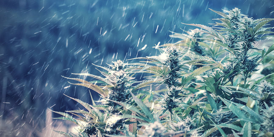 PEUT-ON CULTIVER DU CANNABIS EN HIVER?