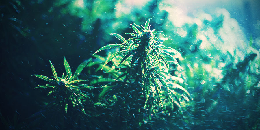 COMMENT CULTIVER DU CANNABIS EN HIVER?