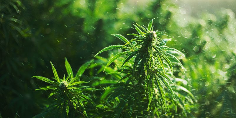 COMMENT CULTIVER DU CANNABIS EN HIVER?