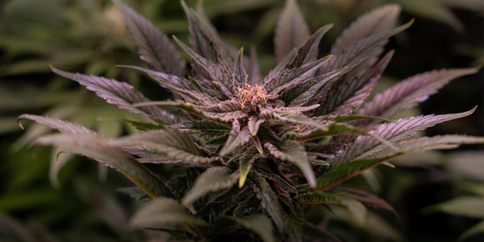 Température minimale supportée par le cannabis