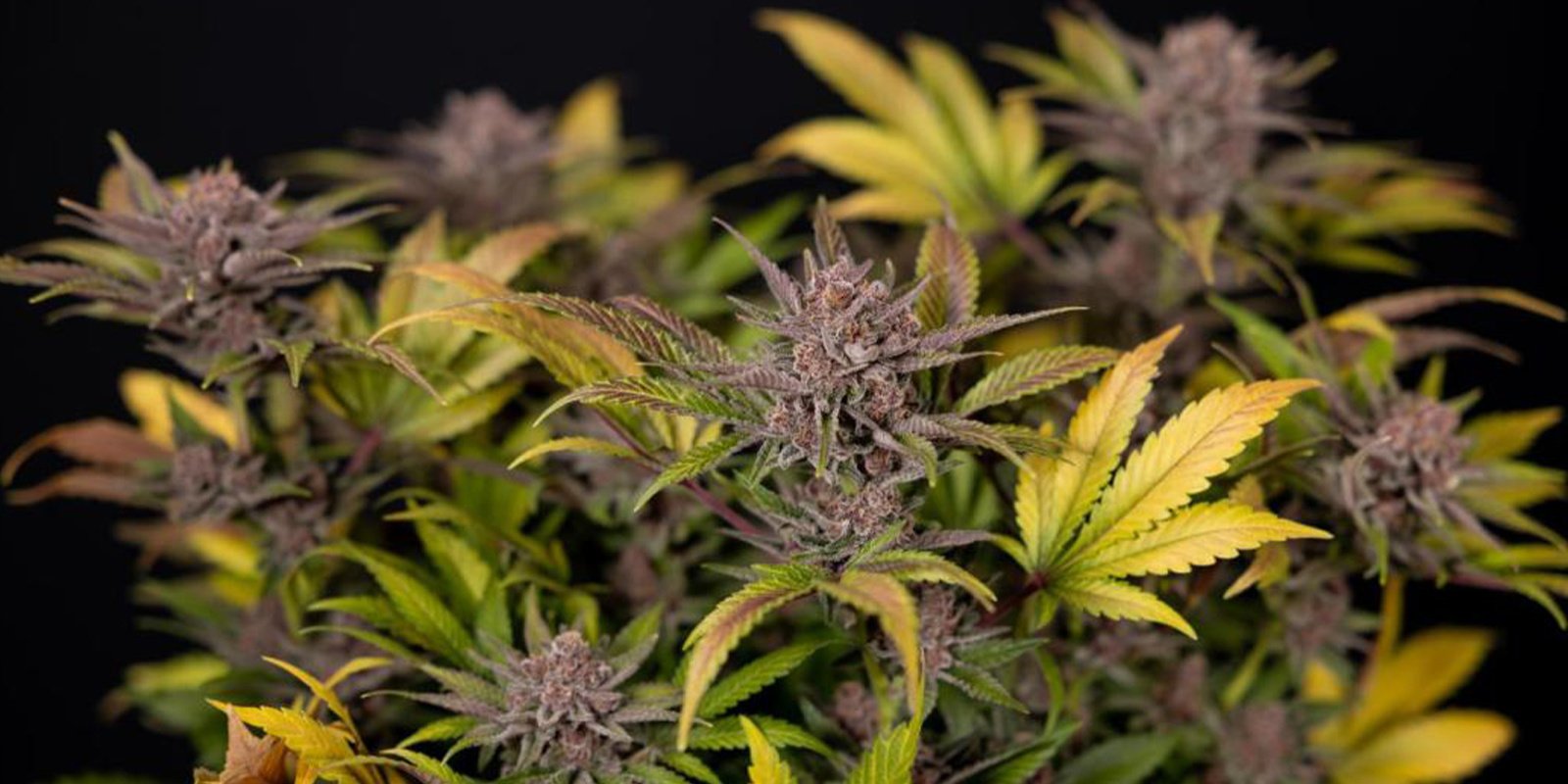 Conseils pour cultiver du cannabis en hiver