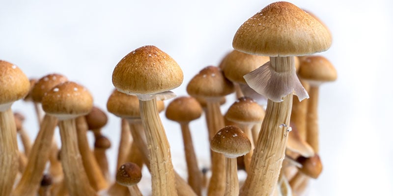 Cultiver des champignons magiques : une méthode pour tous