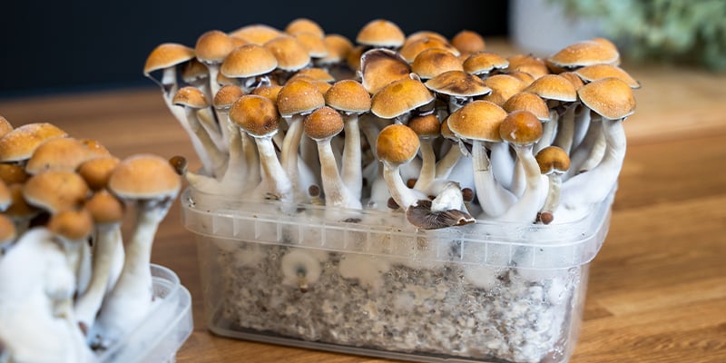 Kits de culture : la façon la plus simple de cultiver des champignons magiques Kits de culture : la façon la plus simple de cultiver des champignons magiques