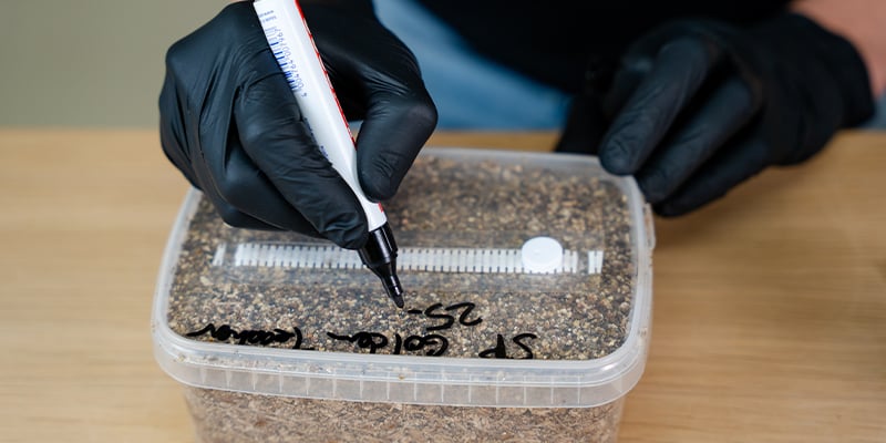 Combien de temps faut-il pour cultiver des champignons magiques ? Combien de temps faut-il pour cultiver des champignons magiques ?