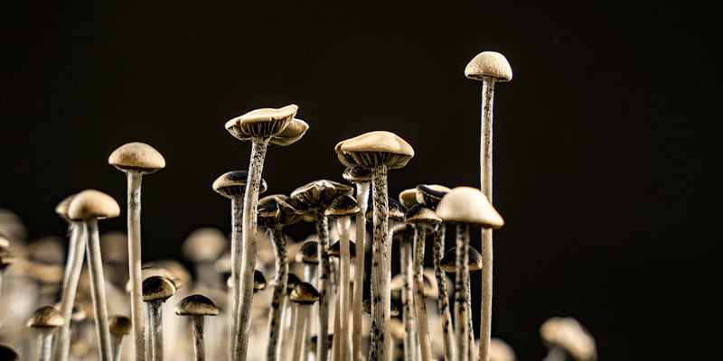 Faire pousser des champignons magiques à la maison Faire pousser des champignons magiques à la maison