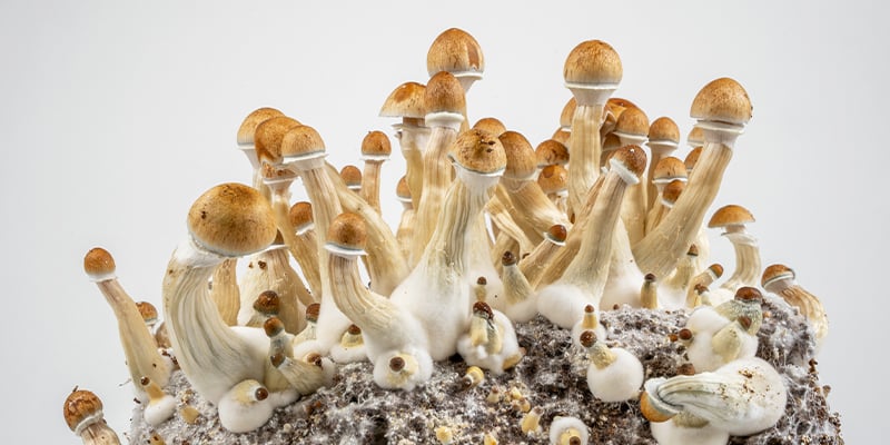La voie la plus simple pour cultiver des champignons magiques La voie la plus simple pour cultiver des champignons magiques