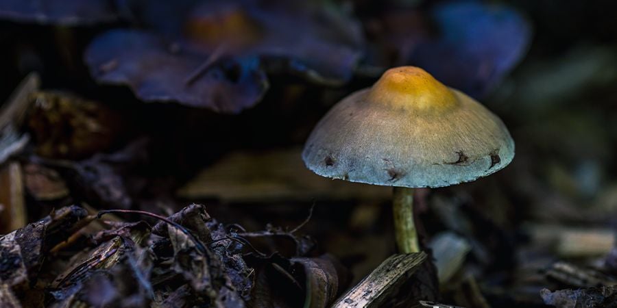 TOUS LES CHAMPIGNONS À PSILOCYBINE ONT-ILS DES TACHES BLEUES QUAND MEURTRIS ?