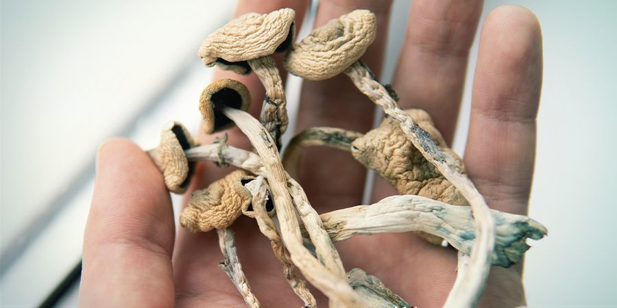 QUE SONT LES MEURTRISSURES SUR LES CHAMPIGNONS MAGIQUES ?