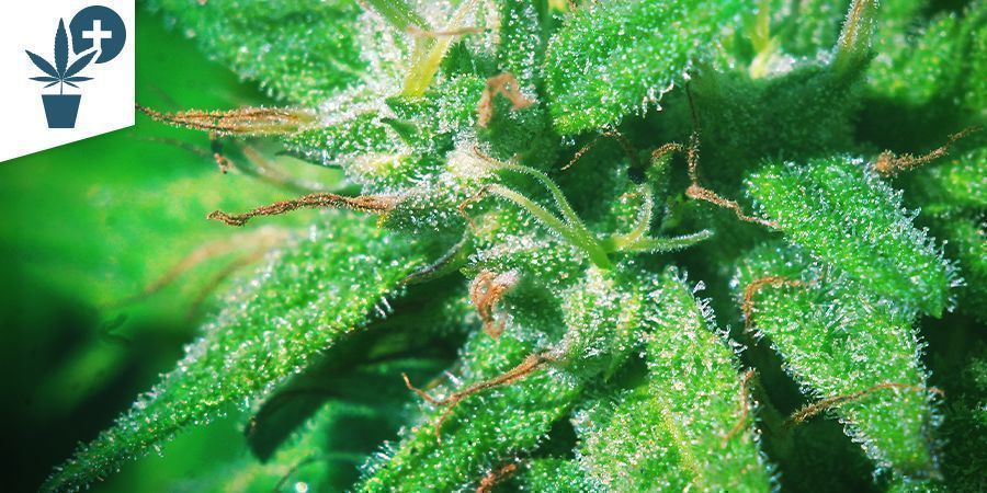 LES BIENFAITS DES MICROSCOPES POUR LES CULTIVATEURS