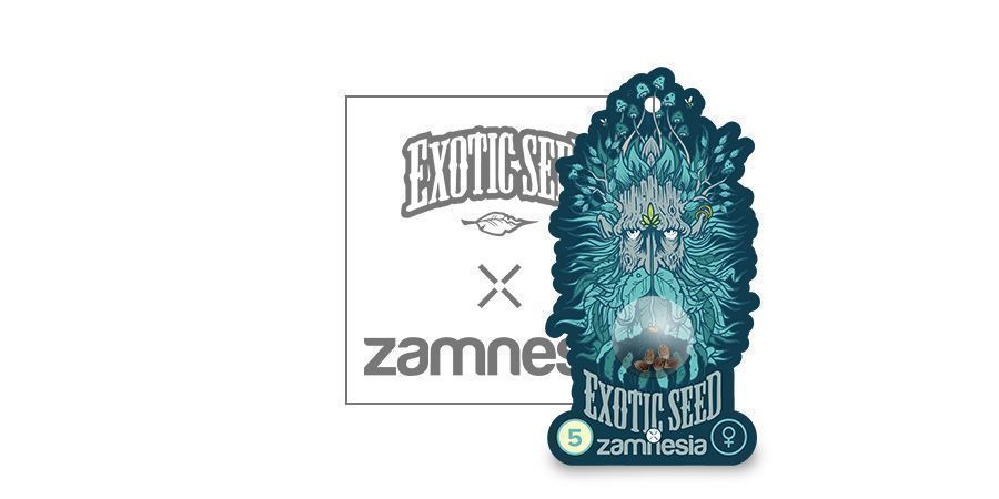 Black Zkittlez (Exotic Seed X Zamnesia) Féminisée