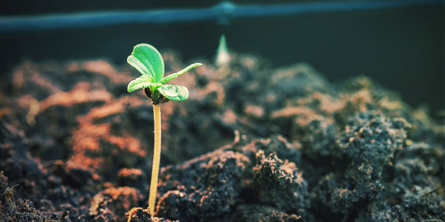 LES AVANTAGES DE L'UTILISATION D'UN SYSTÈME D'IRRIGATION POUR CANNABIS