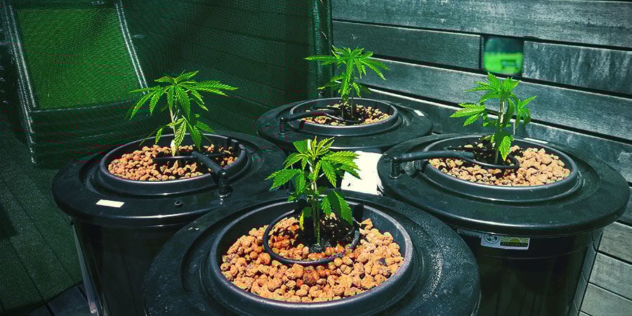 COMMENT GÉRER LES ALGUES DANS VOTRE SYSTÈME HYDROPONIQUE ?