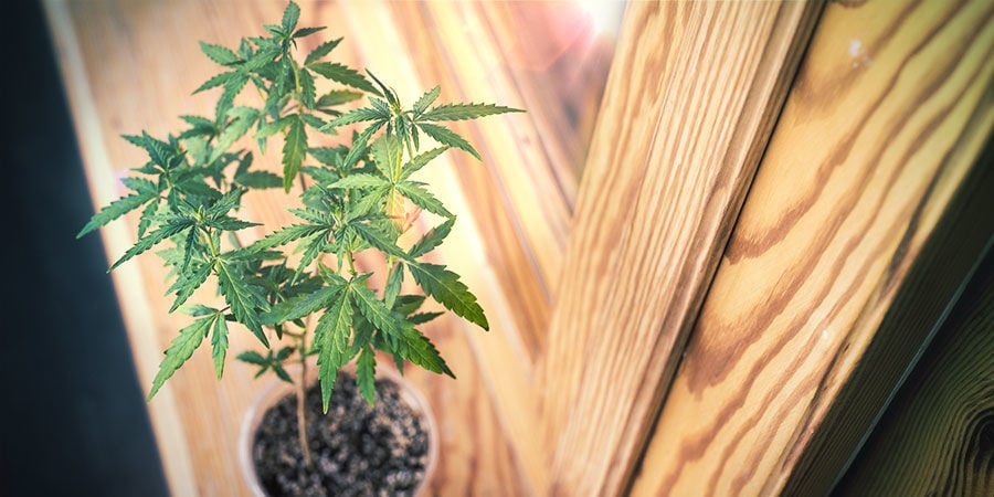 Comment Cultiver Du Cannabis Sur Un Rebord De Fenêtre Ou Dans Un Salon