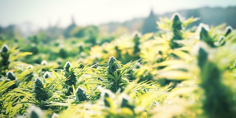 Cultivez Du Cannabis En Extérieur Pour Une Manière Simple d'Économiser De l'Argent