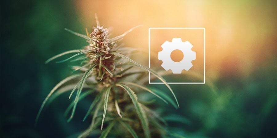 De Quelle Quantité De Lumière Les Plantes De Cannabis Autofleurissantes Ont-elles Besoin ?