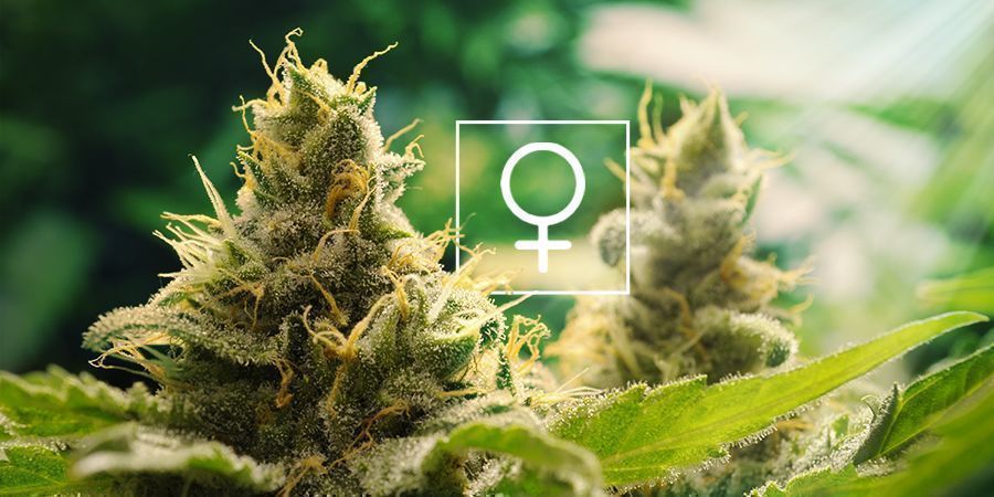 De Quelle Quantité De Lumière Les Plantes De Cannabis Féminisées Ont-elles Besoin ?