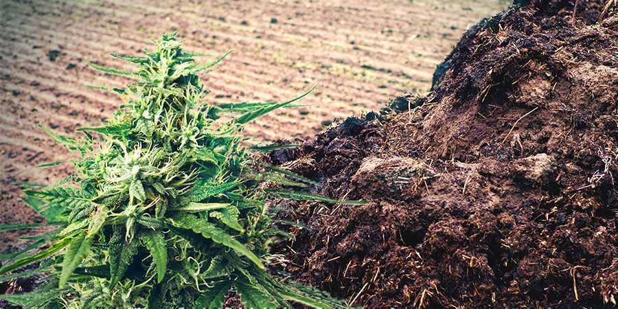Fumier Ou Urine Engrais Cannabis