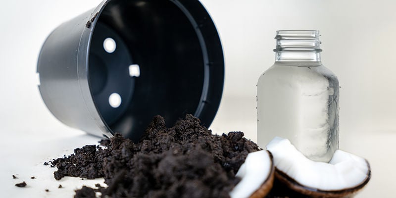 Eau de coco