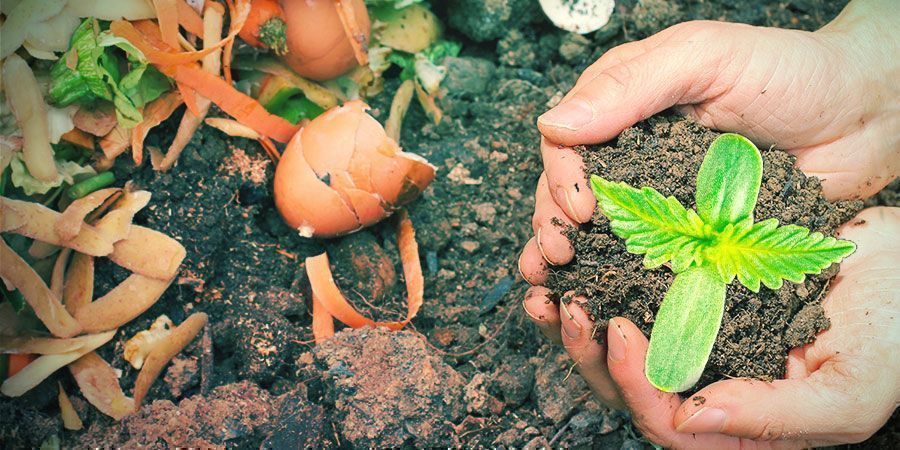 LES MEILLEURS ENGRAIS MAISONS POUR LE CANNABIS