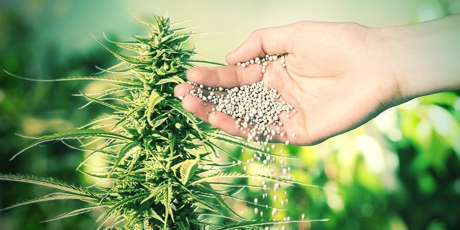 QUE SONT LES ENGRAIS ET POURQUOI SONT-ILS IMPORTANTS POUR LE CANNABIS ?