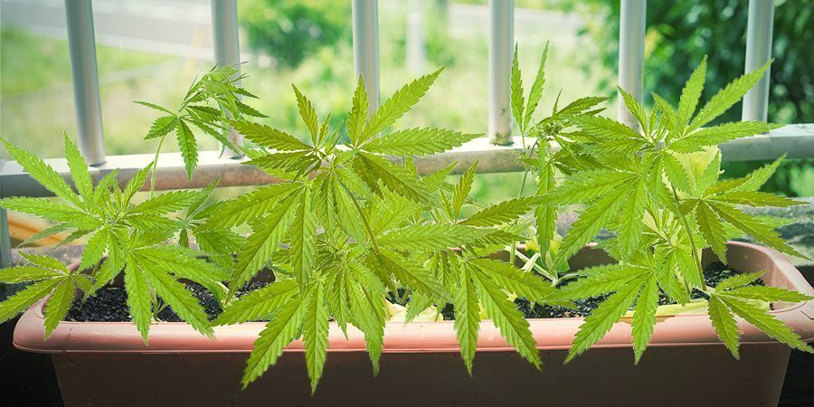Caractéristiques D’une Variété Pour La Culture De Cannabis Sur Balcon Ou Terrasse