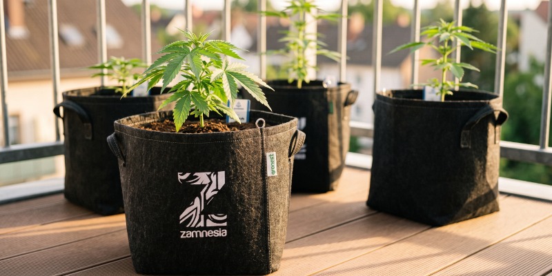 HOW TO COVER UP YOUR CANNABIS PLANTS