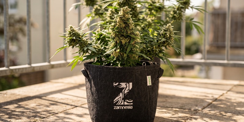 Northern Delights Auto (VIP Seeds)
