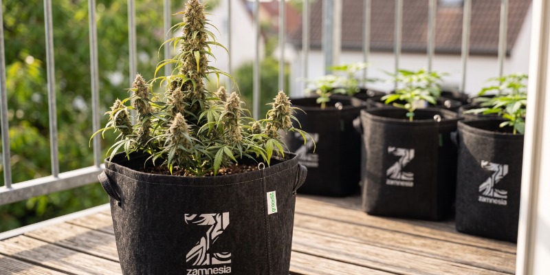 Sticky Beast Automatic (Zamnesia Seeds)