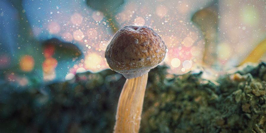 LE MEILLEUR SUBSTRAT POUR LE PSILOCYBE CUBENSIS