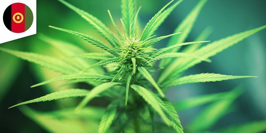 Afghane Cannabis