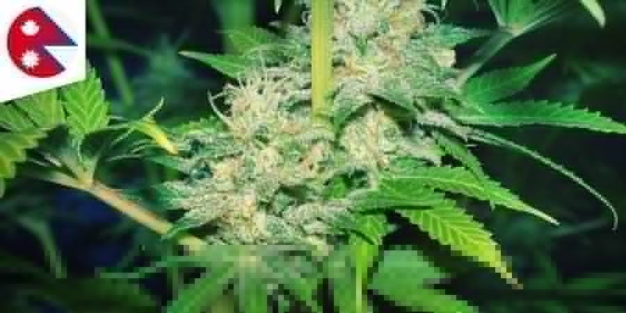 NÉPALAISE Cannabis