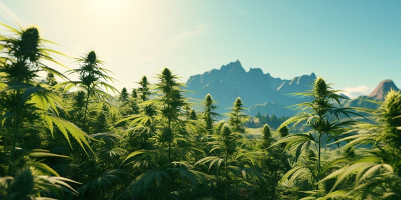 Les origines du Cannabis sativa