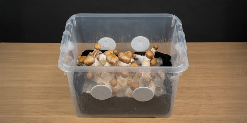 Faites pousser vos champignons !