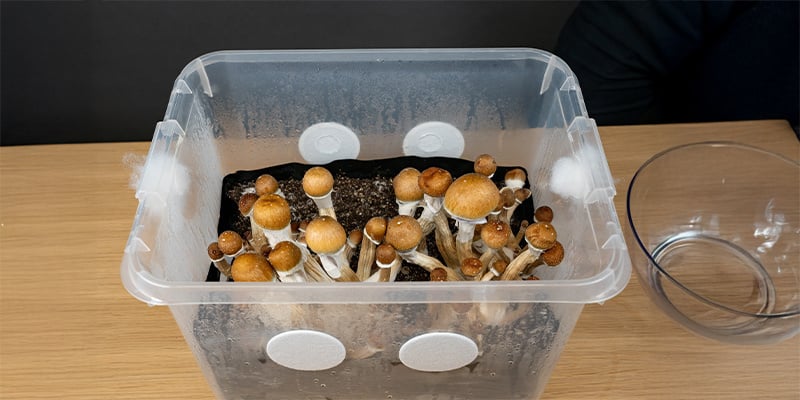 Fonctionnement des monotubs et leur utilité pour la culture de champignons