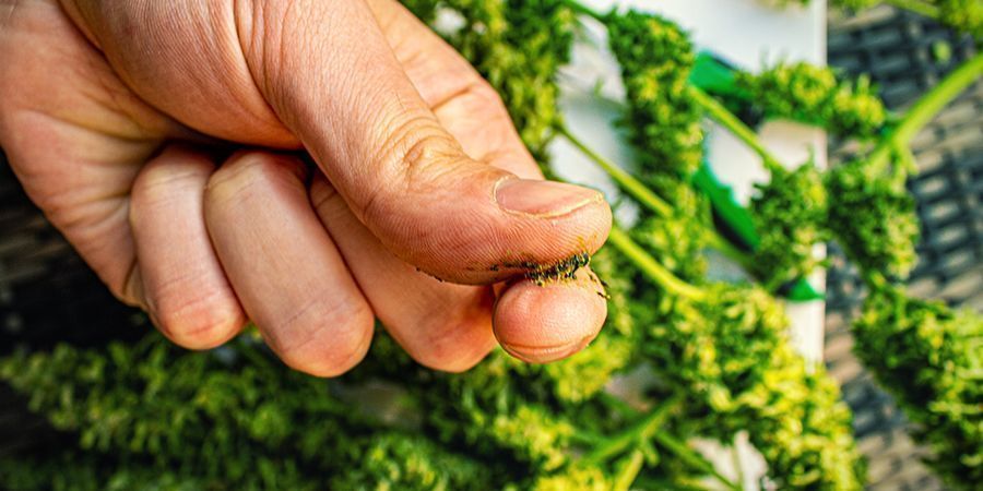 Quelles Sont Les Variétés De Cannabis Pour Préparer Du Jelly Hash ?