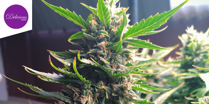 Critical Neville Haze Auto (Delicious Seeds)