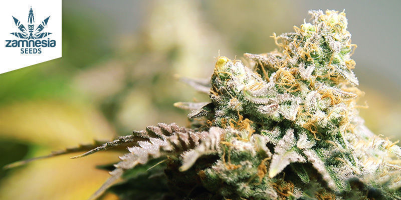 Giant White Haze (Zamnesia Seeds)
