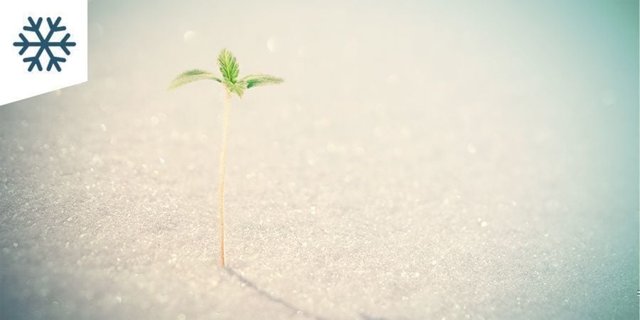 Cultiver Du Cannabis Dans Un Climat Froid