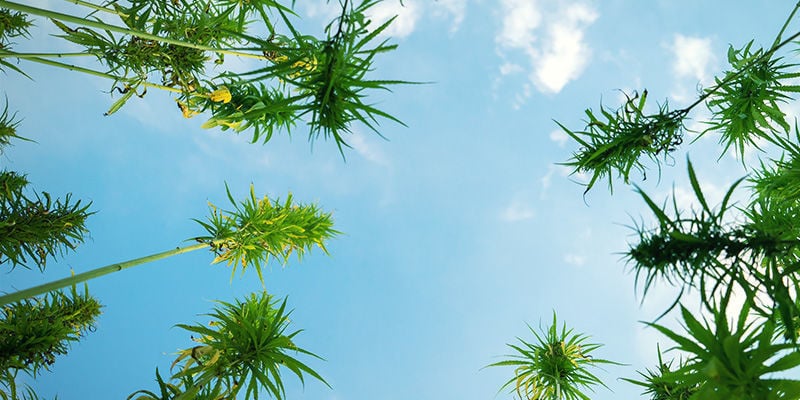 Comment Cultiver Des Grands Plants De Cannabis