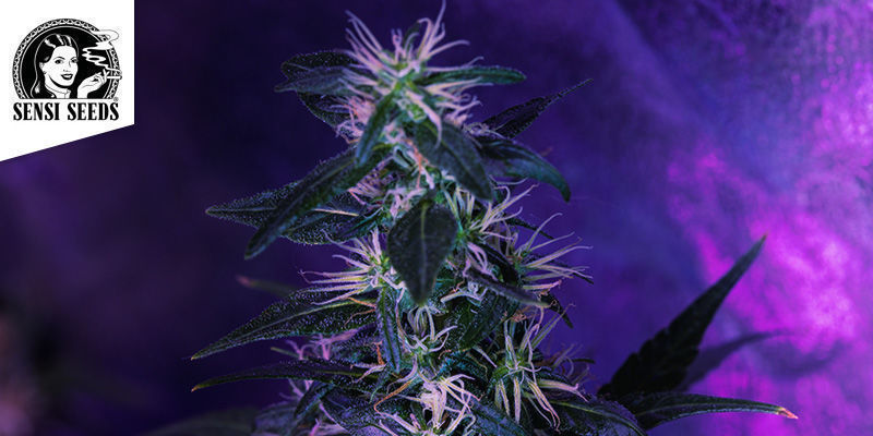 Jamaican Pearl (Sensi Seeds)