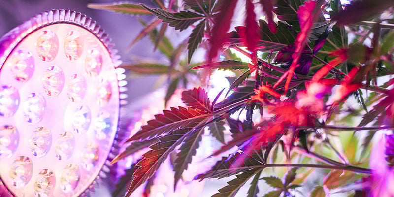 Conseils pour cultiver de grandes variétés de cannabis