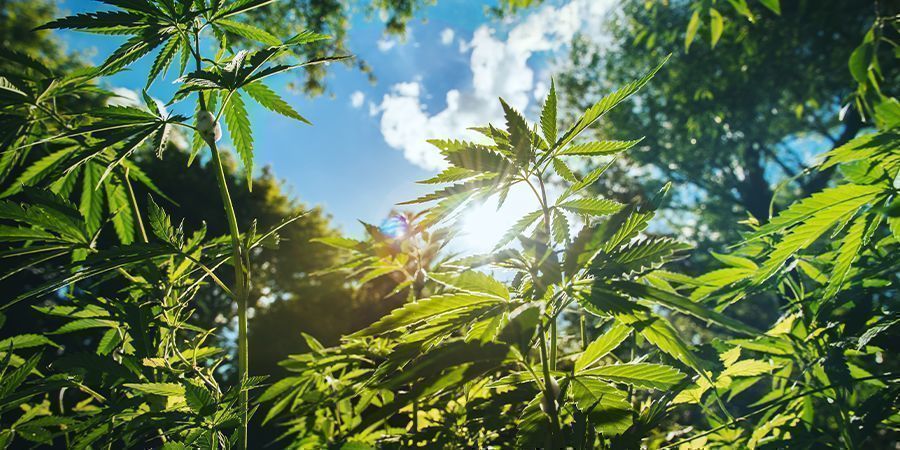Autres Conseils Pour Cultiver Des Plants De Cannabis De Grande Taille