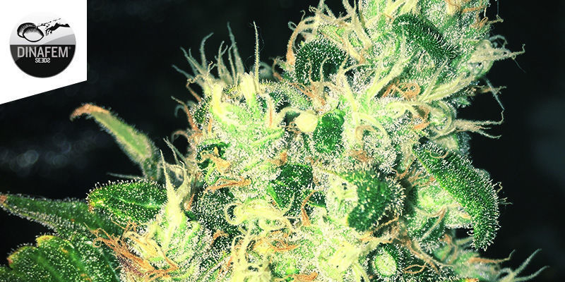 Special Queen 1 de Royal Queen Seeds